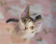 Devon rex piękna kotka