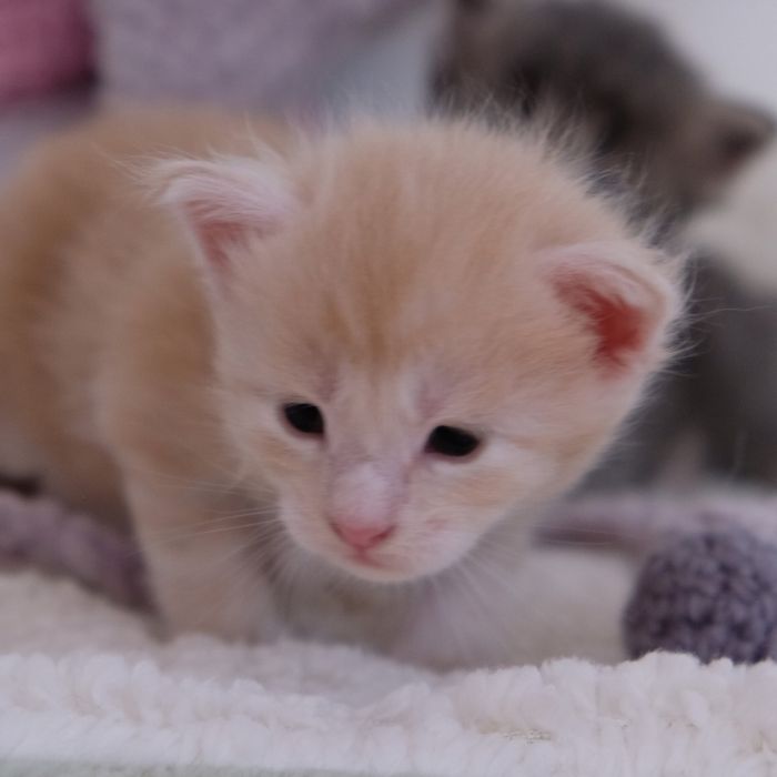 Maine coon kocur kremowy srebrzysty FPL