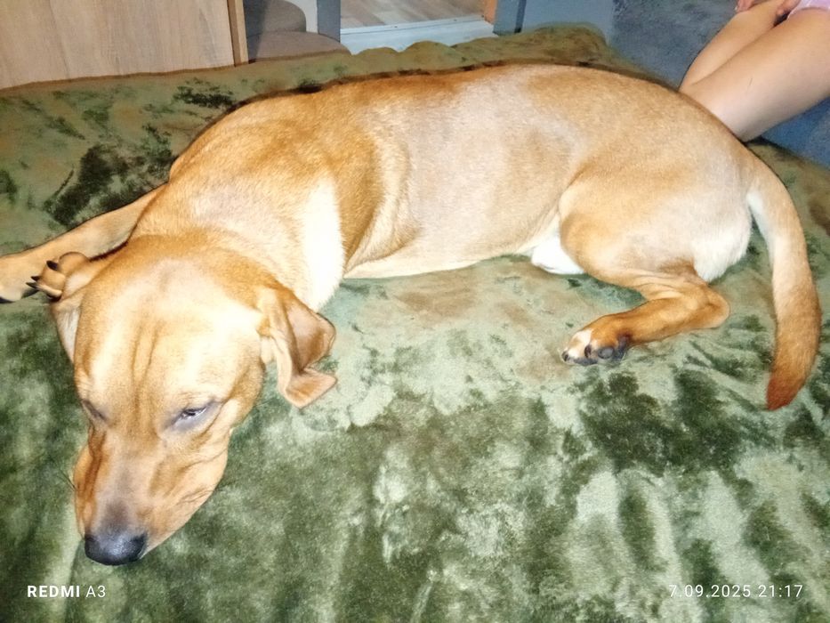 Oddam pieska w dobre ręce.