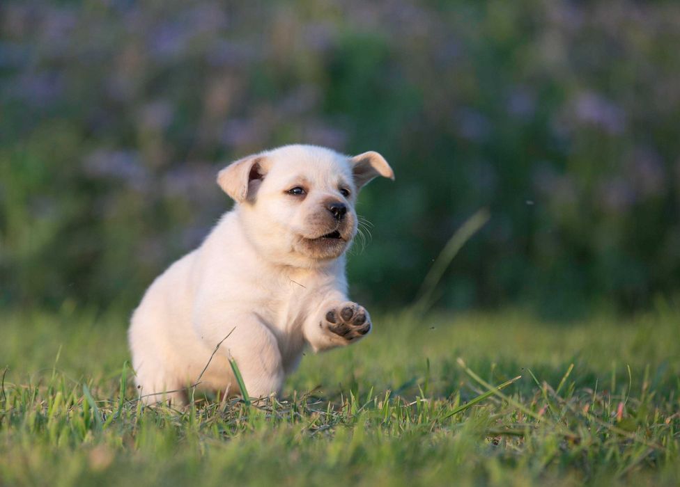 Цуценята лабрадора це велика радість!