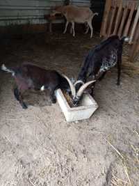 2 cabras para venda