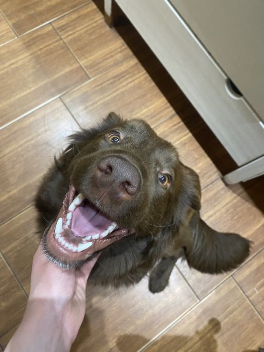 Piękny młody pies szuka domu!