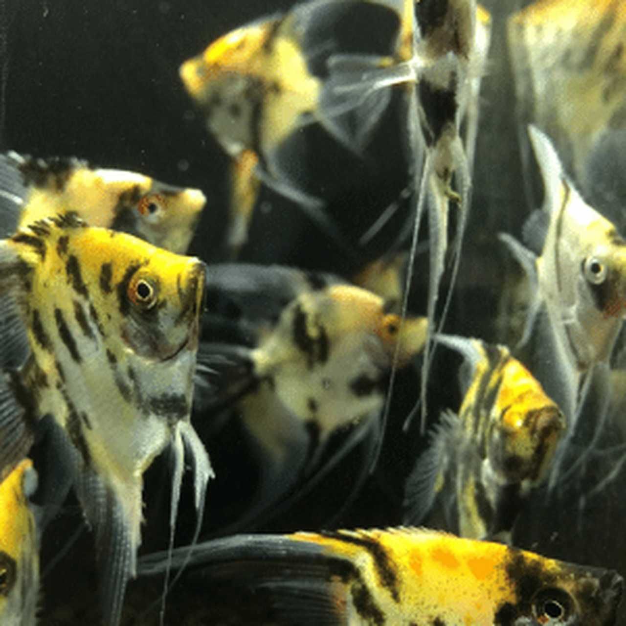 Żaglowiec skalar odmiana KOI - Pterophyllum - DOWOZIMY, WYSYŁAMY