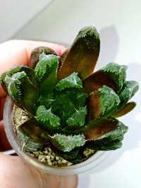 Haworthia cv.Kira