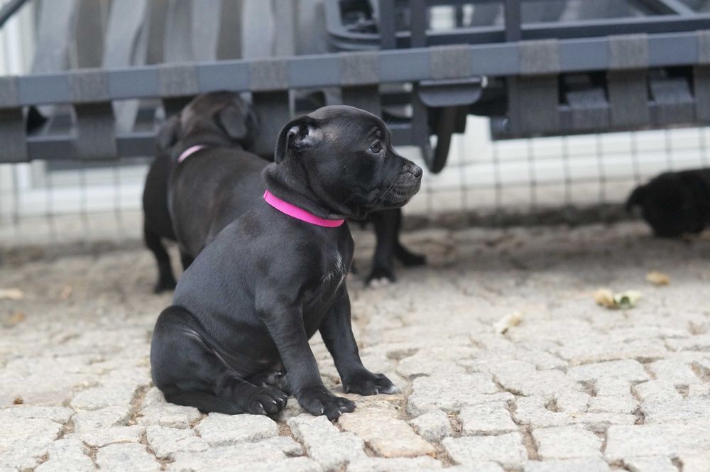 Staffordshire bull terrier ZKwP/ FCI