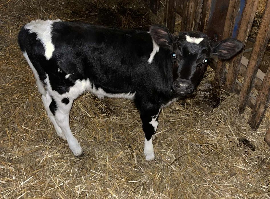 Cieliczka jałówka HF