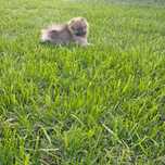 Szpic miniaturowy pomeranian