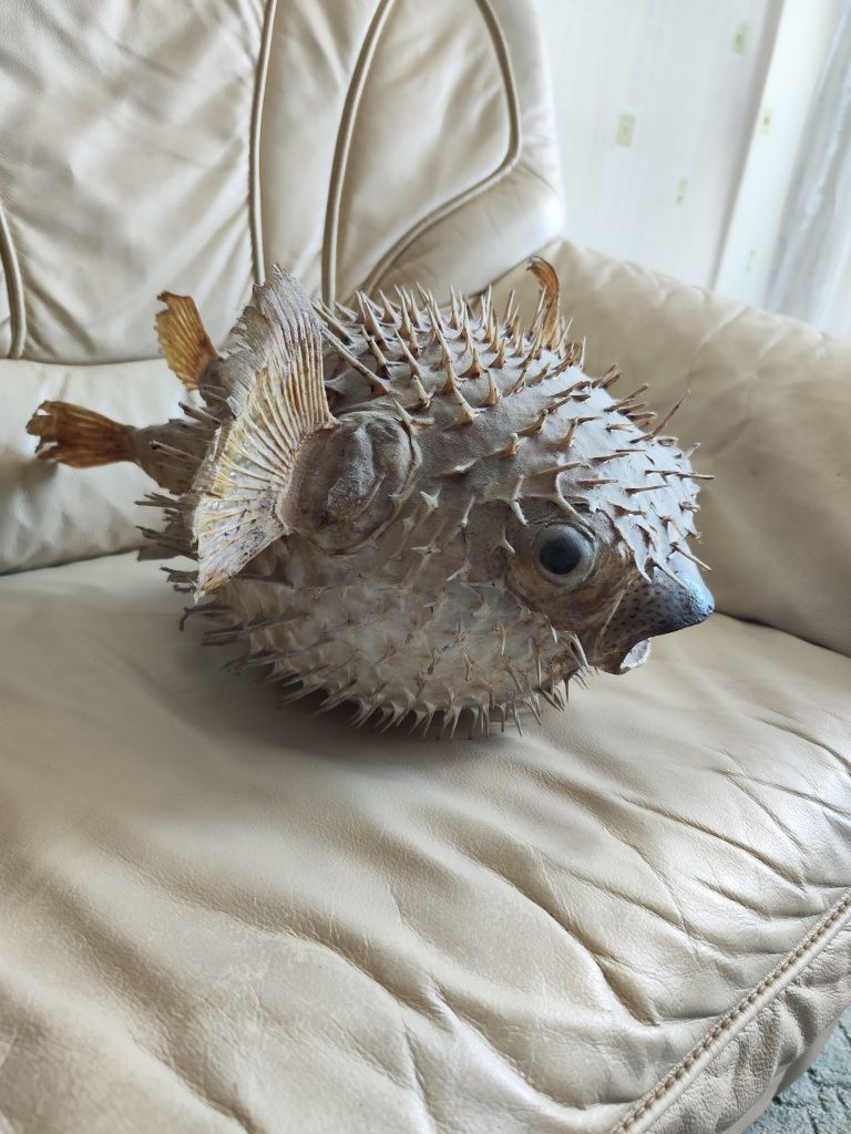 Ryba fugu spreparowaną PRL vintage