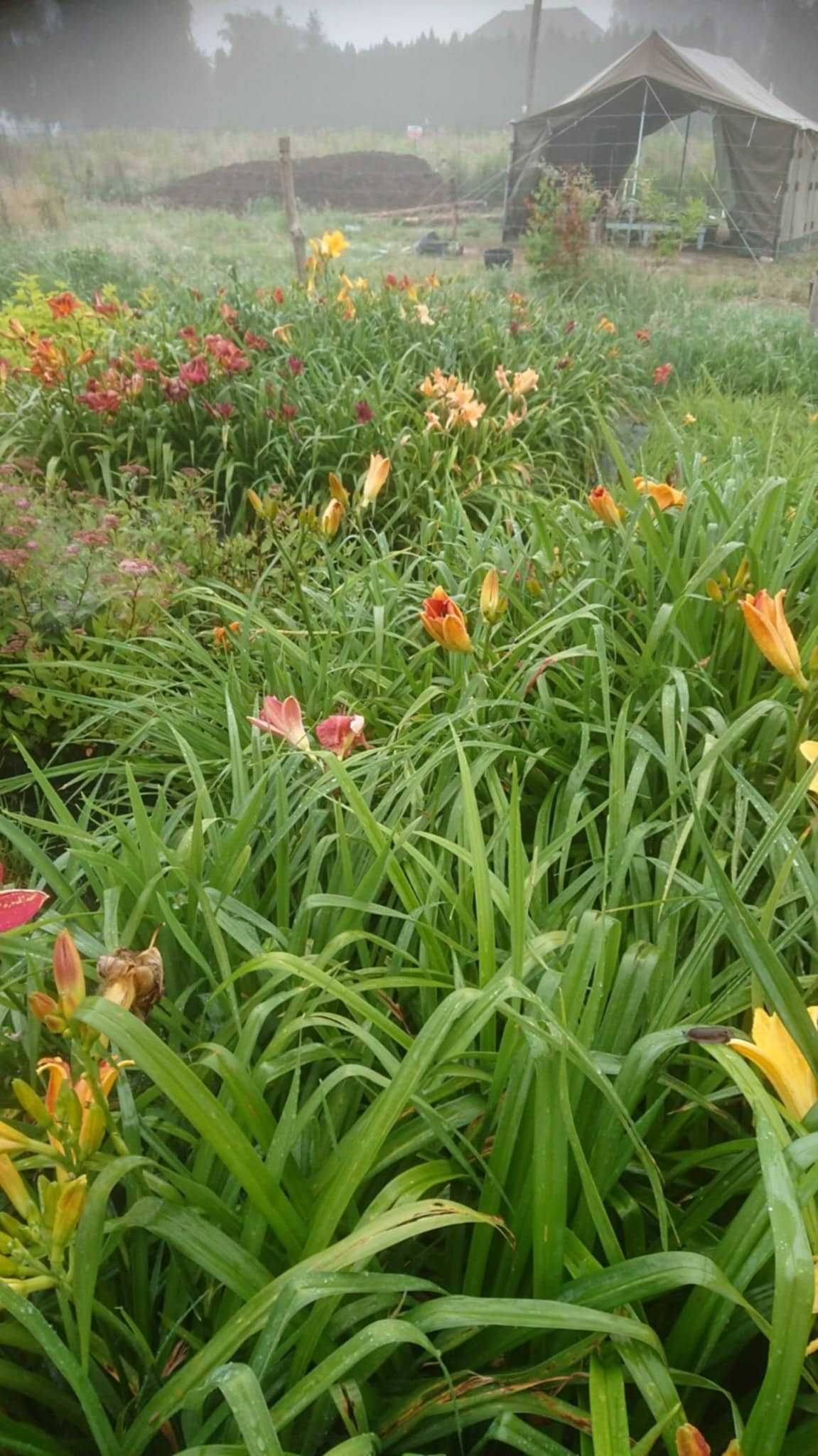 Liliowce mix kolorów