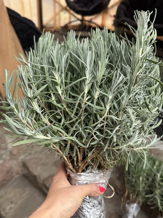 Лаванда, лавандин 7 сортів