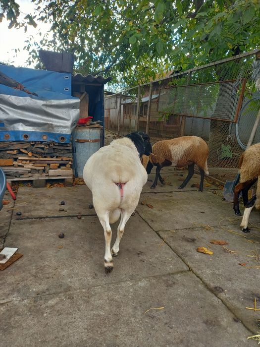 Продається баран дорпер.