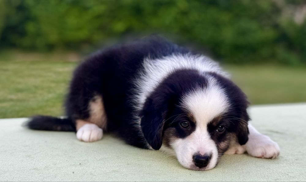 Amerykański owczarek miniaturowy- MAS - Mini Aussie- suczka FCI