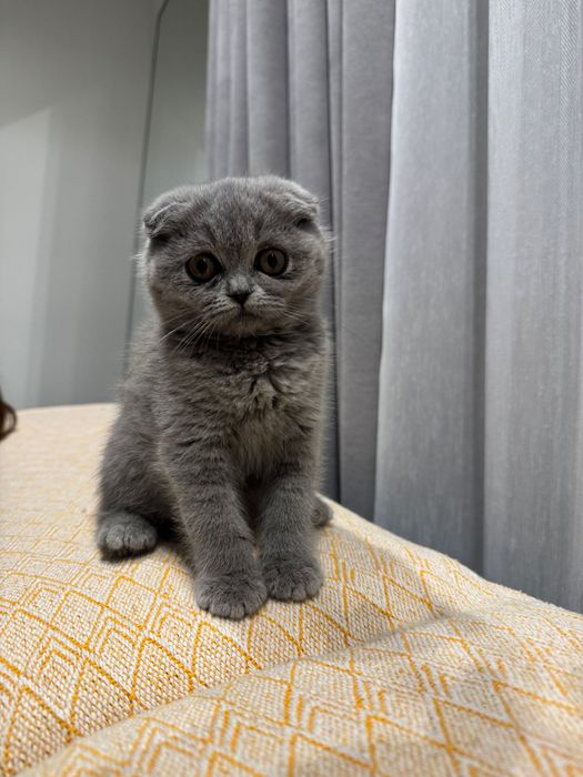 Gatinha Scottish fold