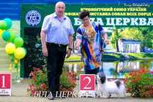 Одіси не для розведення від чемпіонів шукають турботливу родину