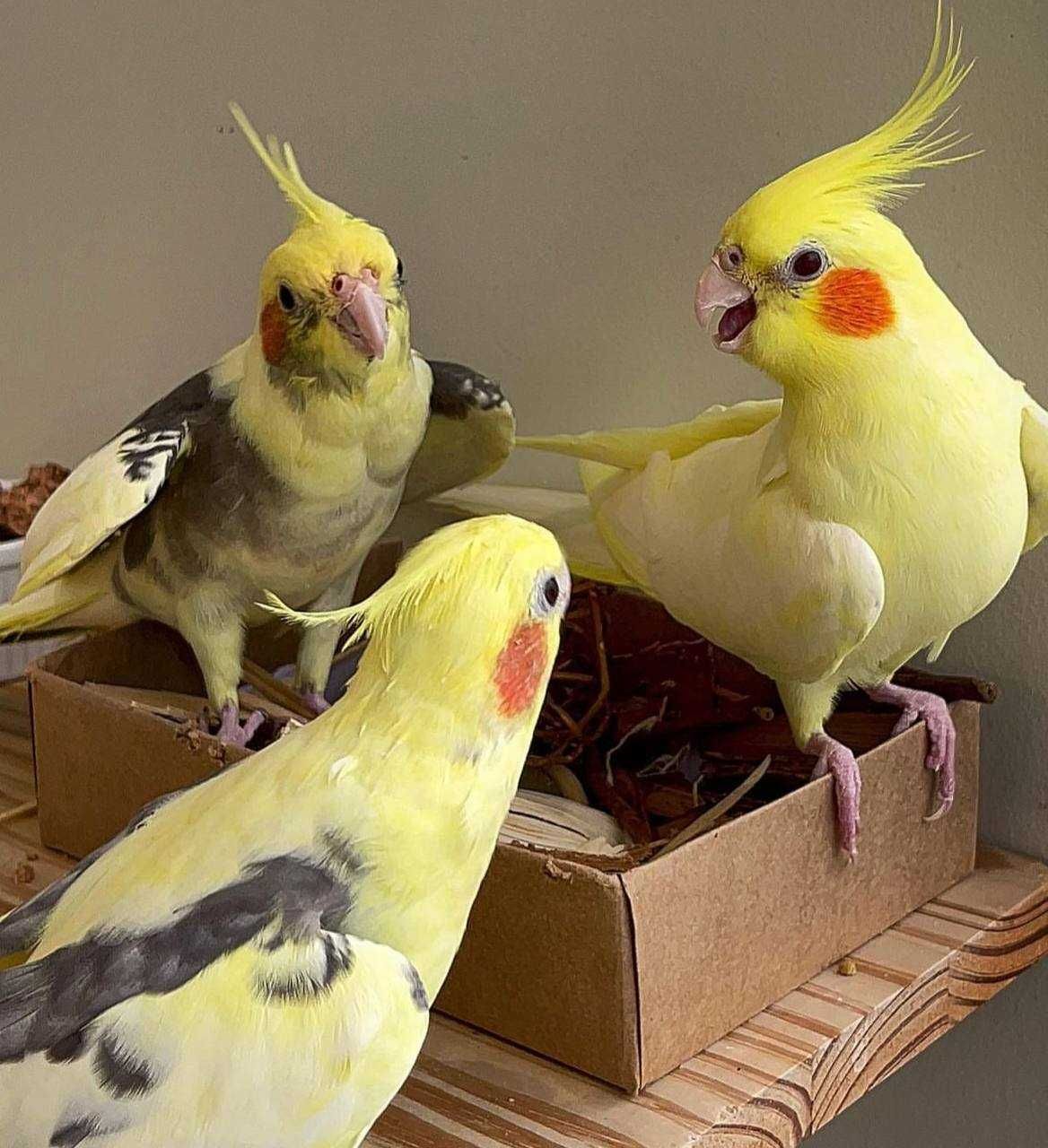 Життєрадісність: папуги Корелла