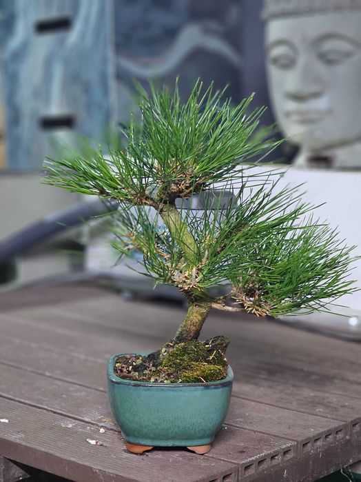 Bonsai pinus thunbergii