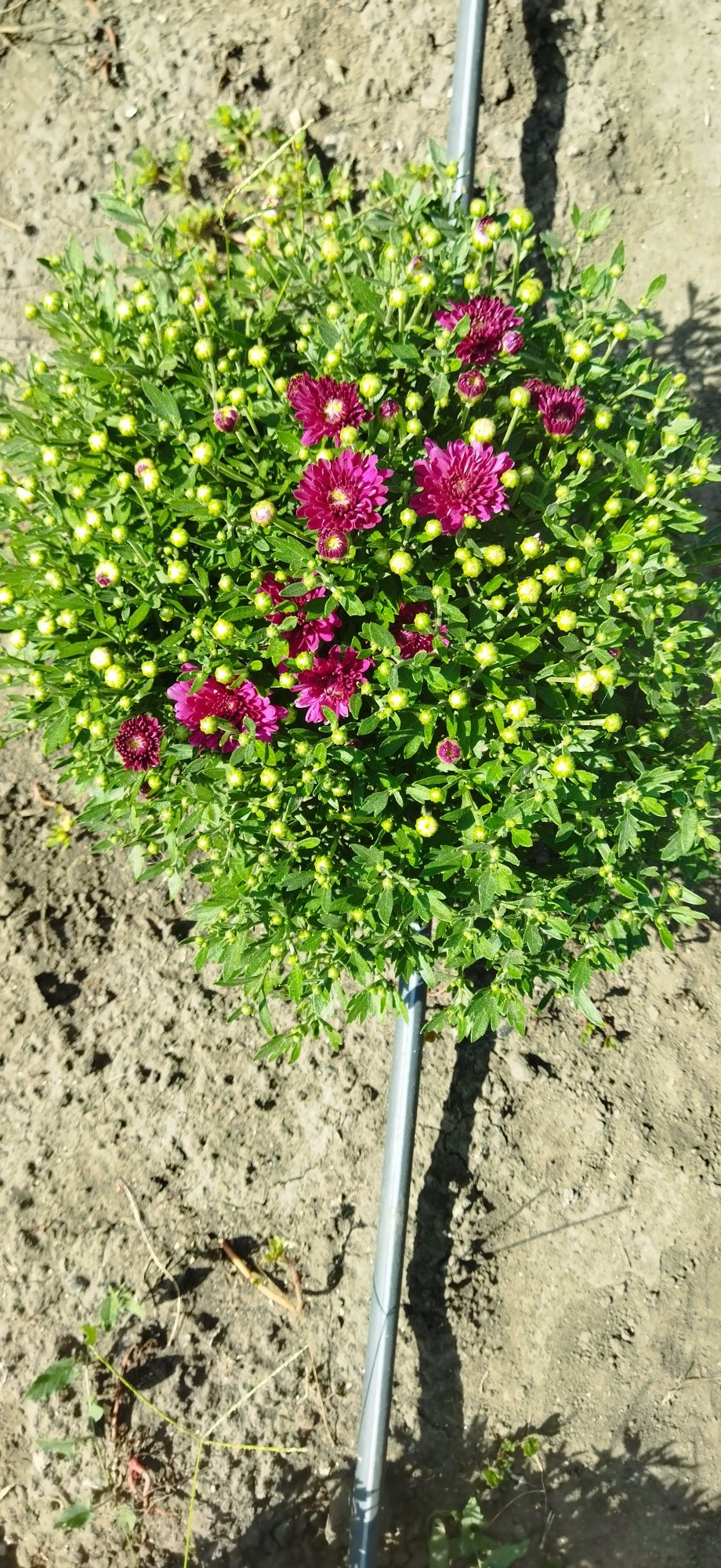 Продам цветы хризантема мультифлора