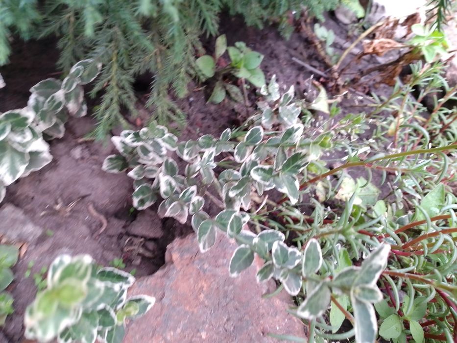 Бересклет форчуна плющ