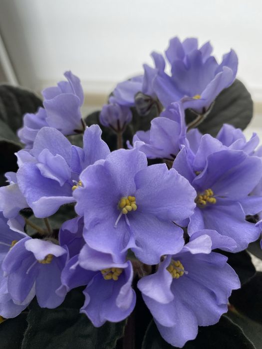 Продам фіалки  листки та самі великі