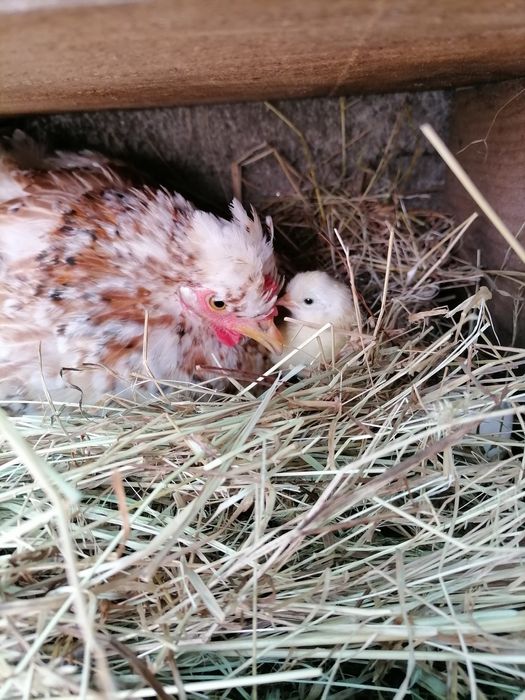 Garnizos para Criação