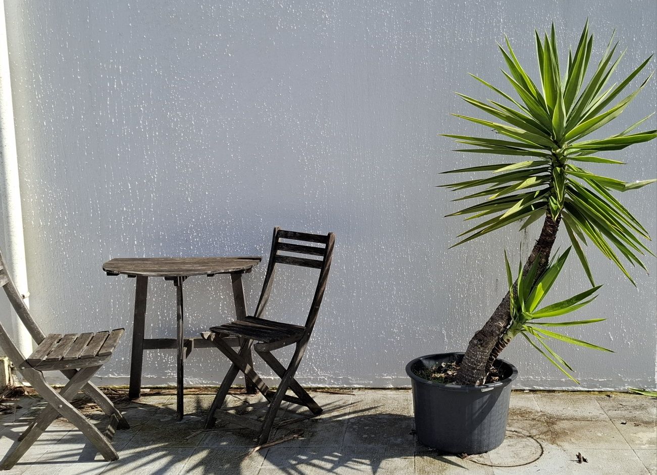 Planta Yucca  em vaso