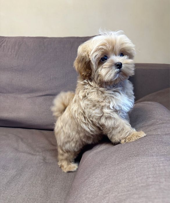 ‼️Кукольный мини мальчик мальтипу f1‼️