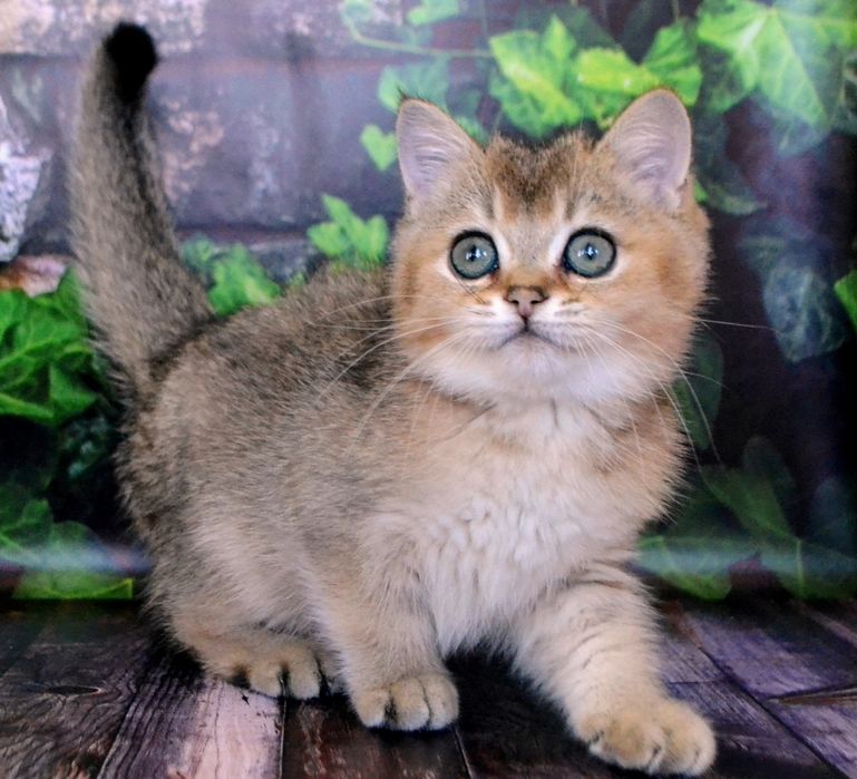 Британський золотий хлопчина