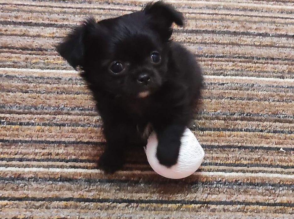 Мини Чихуахуа для вязки ищет даму сердца!