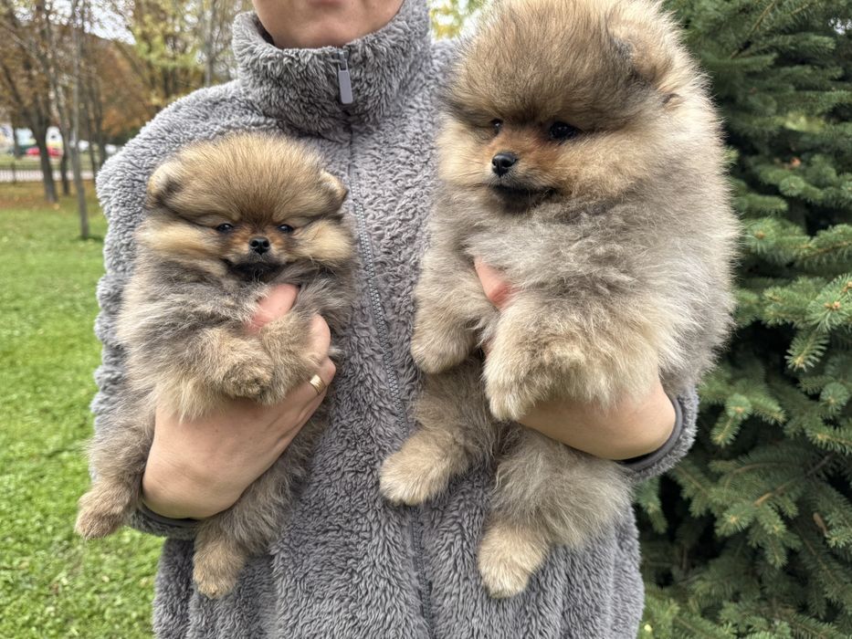 Продажа шикарных померанских шпицов