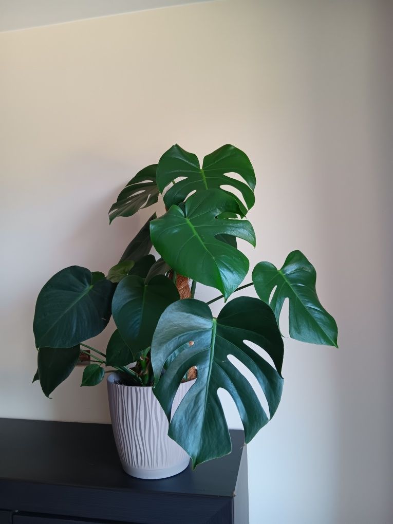 Monstera 80 cm wysokości