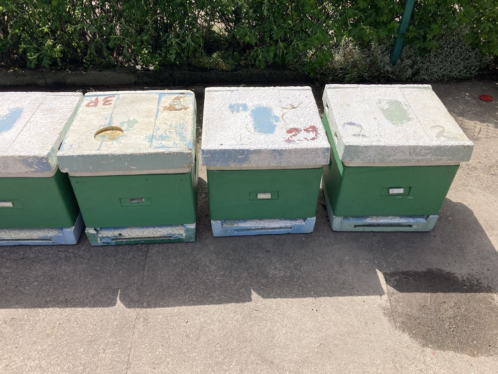 Ule wielkopolskie styropianowe 5 szt.
