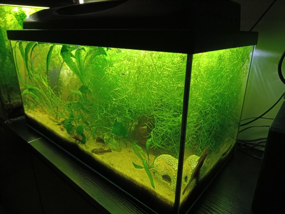 Akwarium 54l z pokrywą i oświetleniem LED