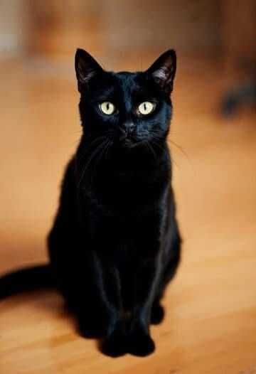 майже пантера ! Вже стерилізована !