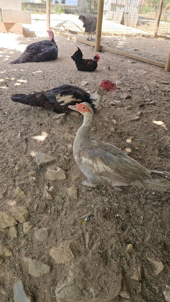 Patos com uma semana