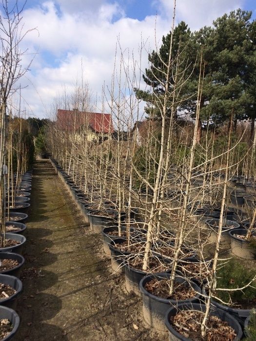 Orzech Laskowy Leszczyna Turecka 300cm 'Corylus Colurna'