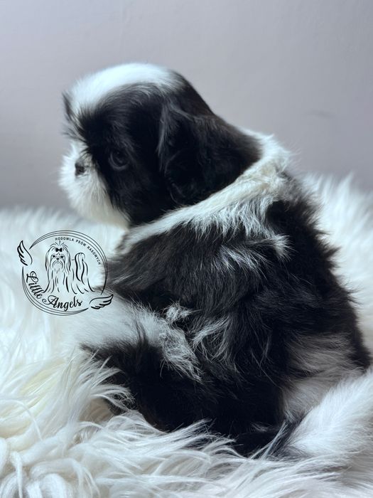 Shih tzu piekny bialo mahoniowy chłopiec