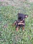 Pinscher miniatura