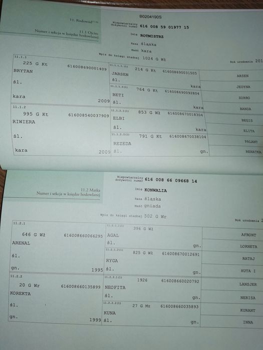 Ogierki śląskie odsadki