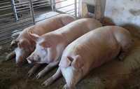 Продам свині жива вага
