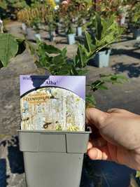 wisteria biała alba sadzonka