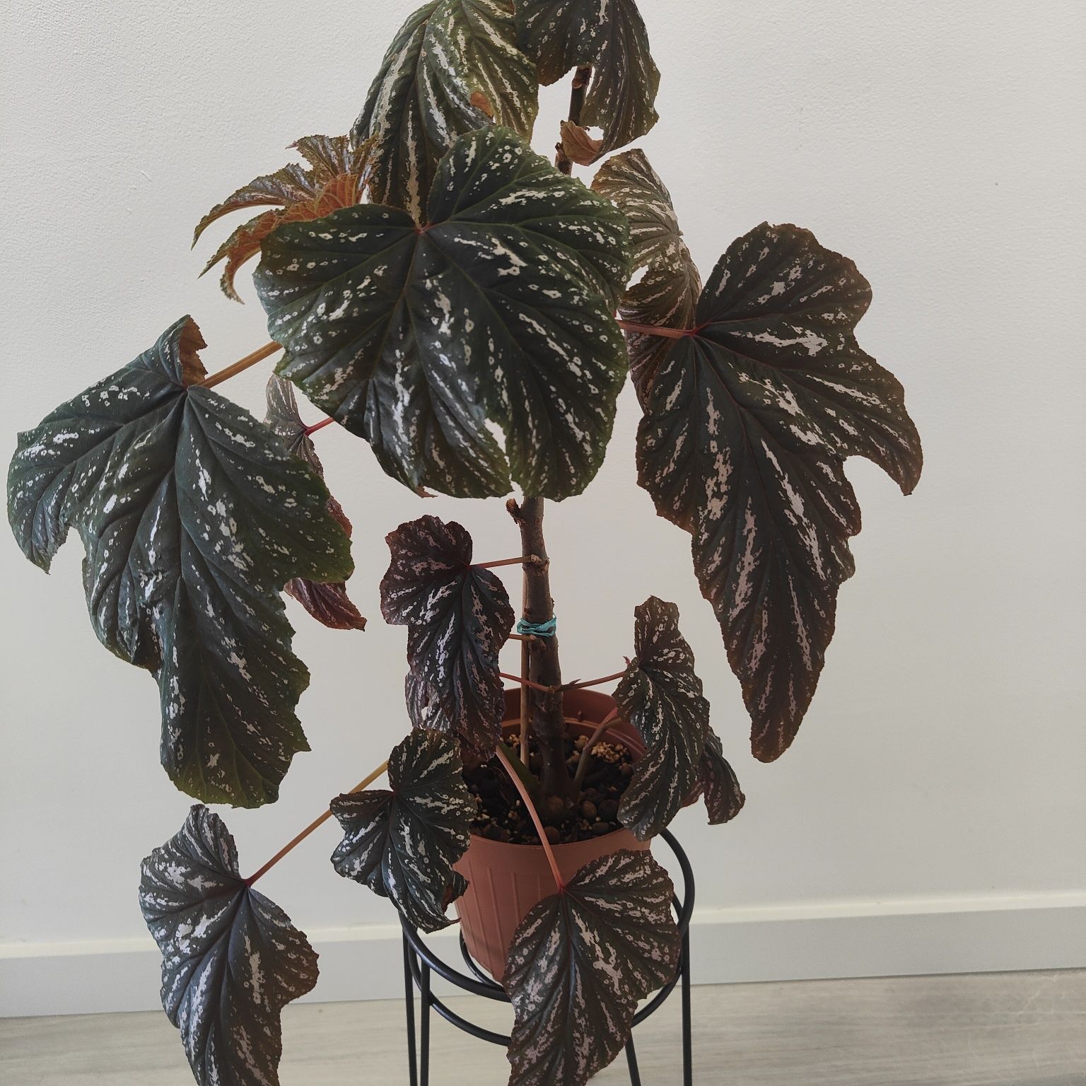 BEGONIA ACONITIFOLIA // planta interior