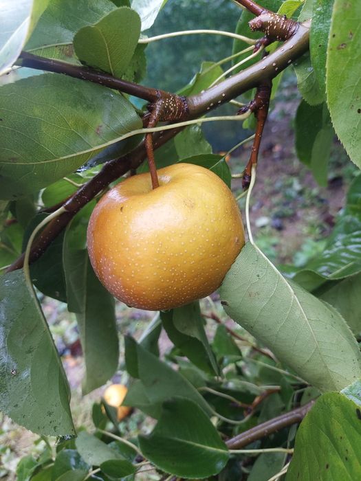 Gruszka naschi chińska