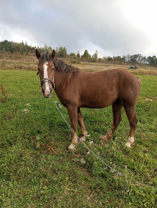 Продається кінь і кобила