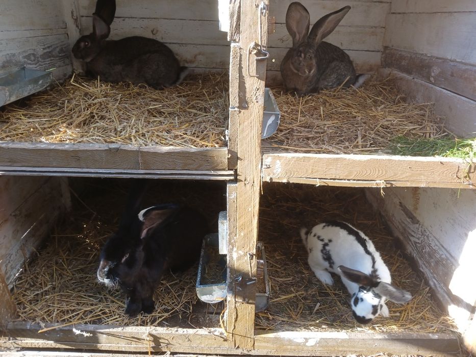 Sprzedam samce belgijskie i srokacz