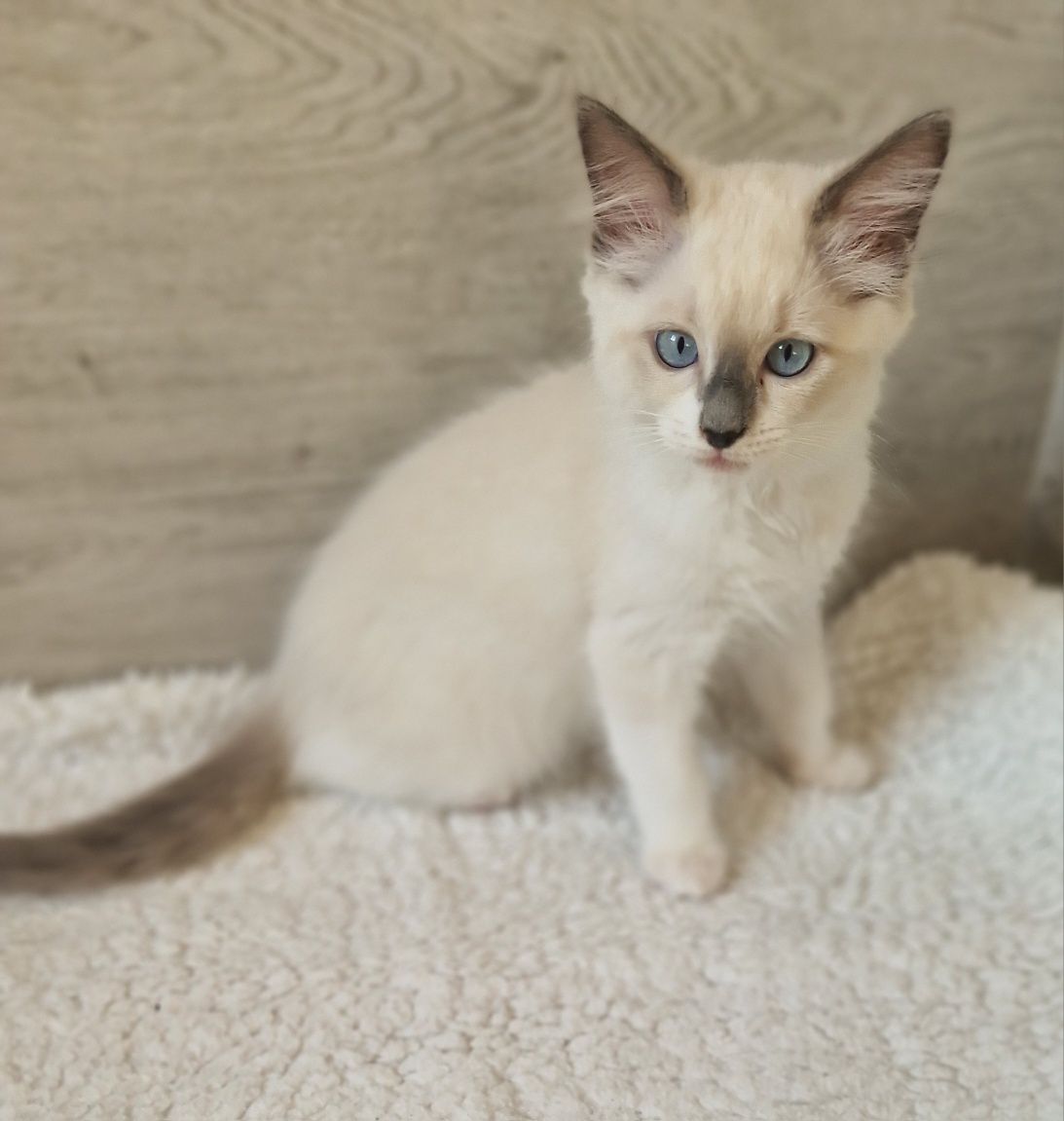 Śliczna kotka ragdoll