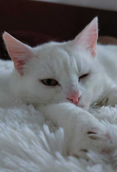 Opieka nad kotem Olsztyn i okolice catsitter petsitter