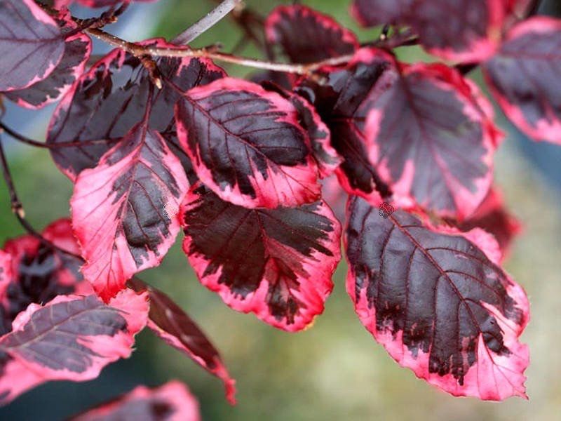 Buk pospolity ’ Purpurea Tricolor ’ Fagus Sylvatica