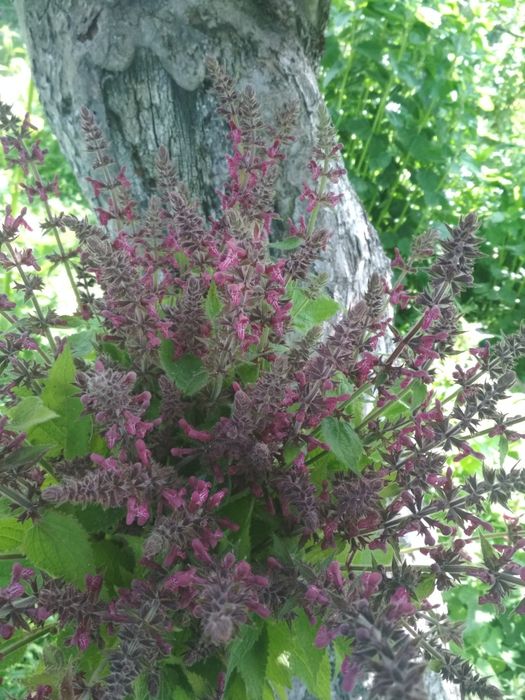 Czyściec leśny suszony cięty 100g