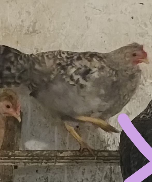 Kogutki czubatki kura zielone jajko