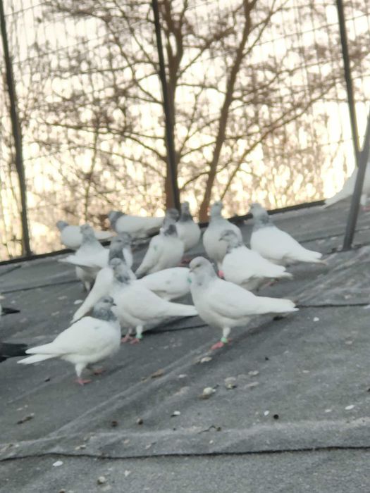 Sprzedam gołębie budapeszty